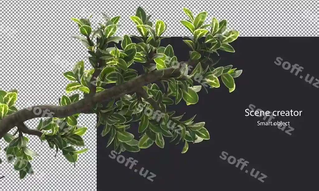 Snawroz daraxtlar dallari ajraltirilgan kichik o'simliklar klipping yo'nalishi | Snowrose trees branches isolated small plants clipping path