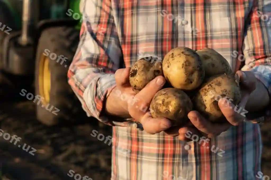 Kartoshka qo'llar fermer | Potatoes hands farmer