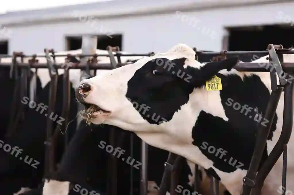 Yaqin rasmdagi sigir | Close up cow