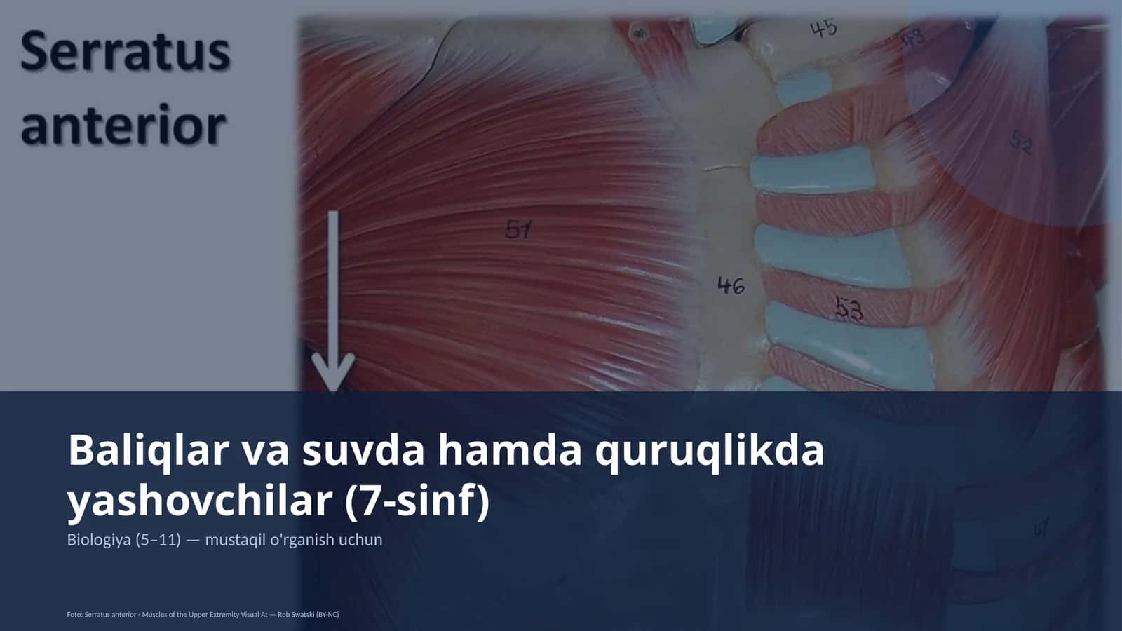 Baliqlar va suvda hamda quruqlikda yashovchilar (7-sinf)