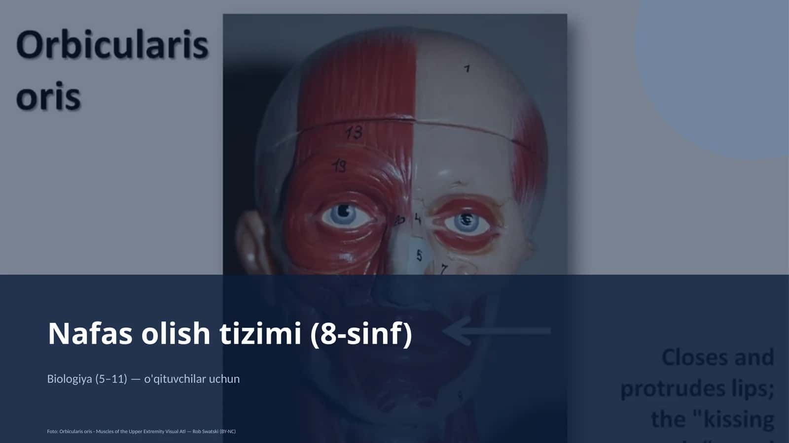 Nafas olish tizimi (8-sinf)