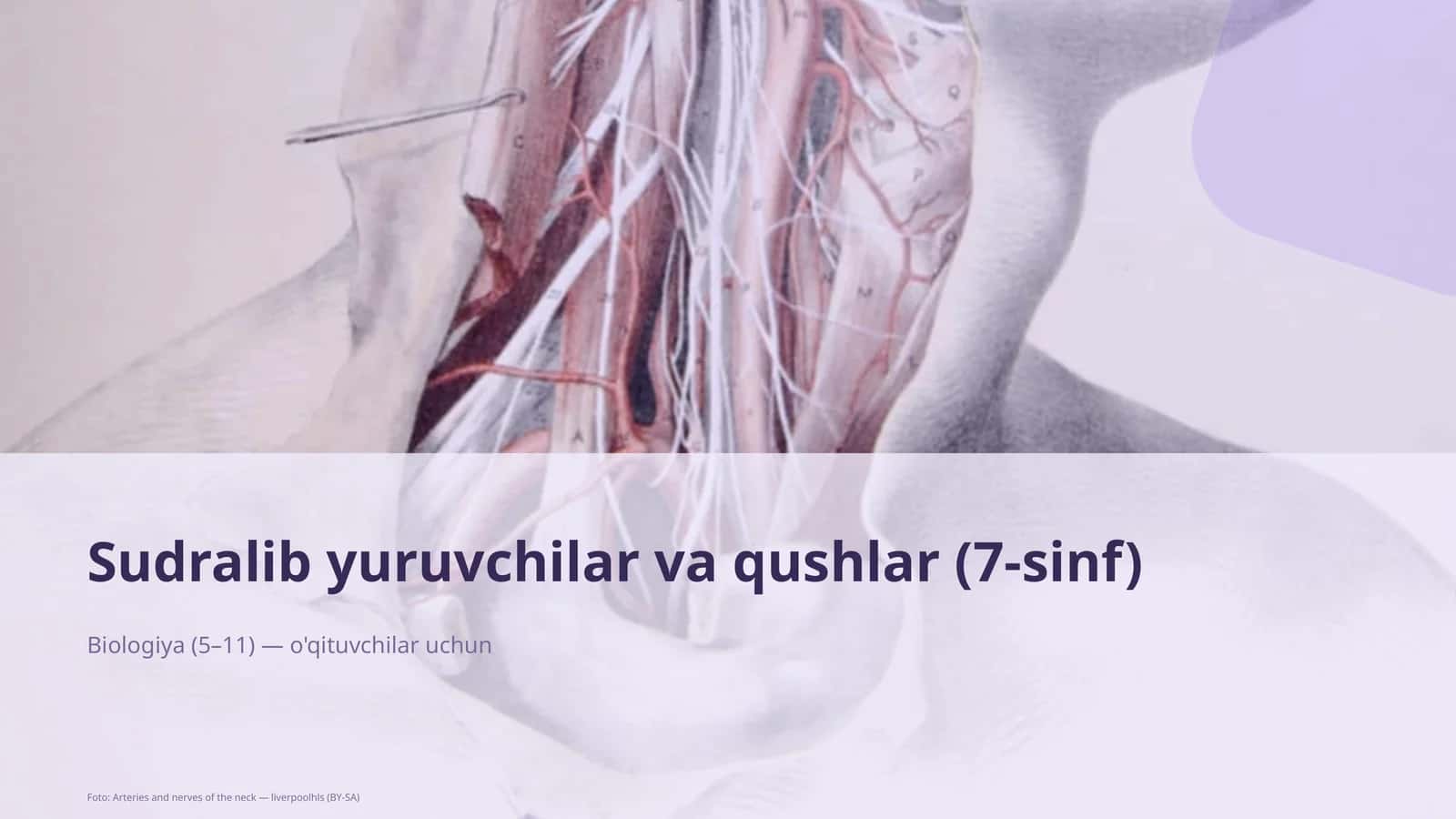 Sudralib yuruvchilar va qushlar (7-sinf)