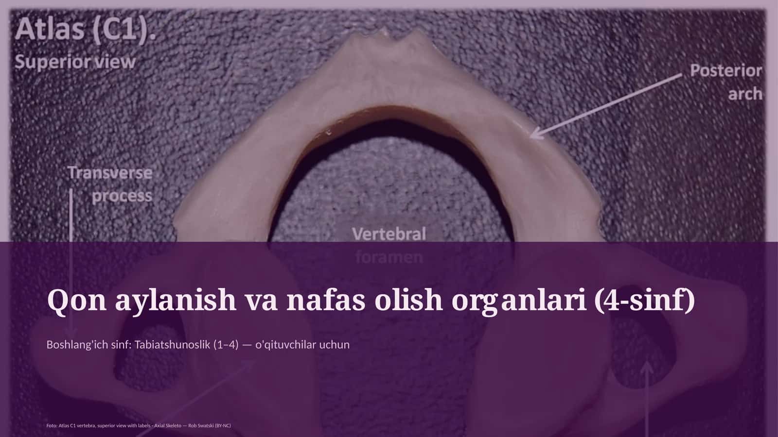 Qon aylanish va nafas olish organlari (4-sinf)