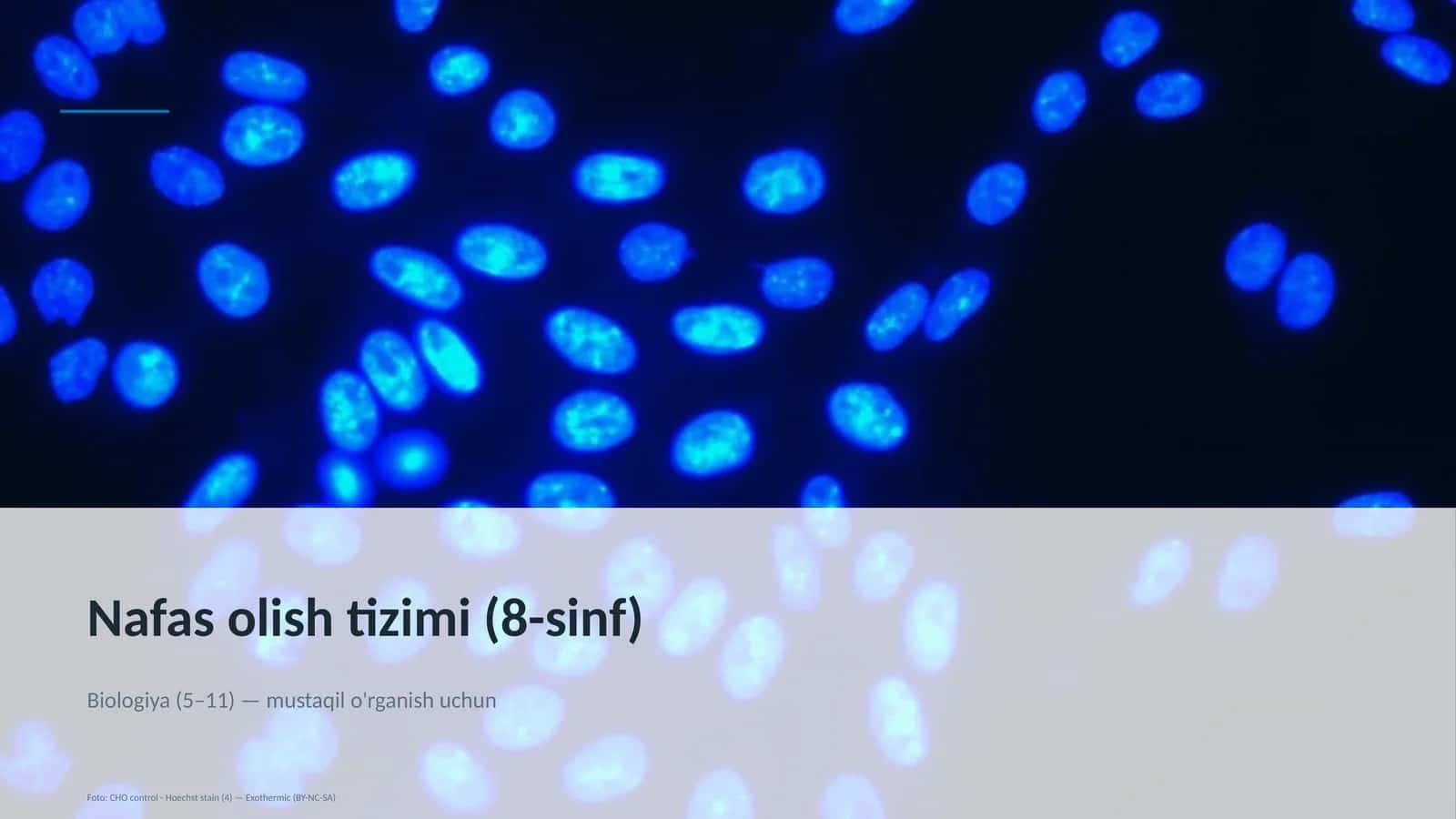 Nafas olish tizimi (8-sinf)