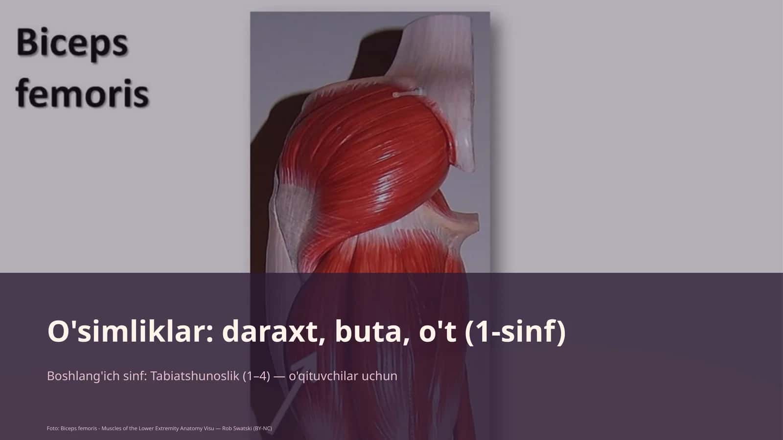 O'simliklar: daraxt, buta, o't (1-sinf)