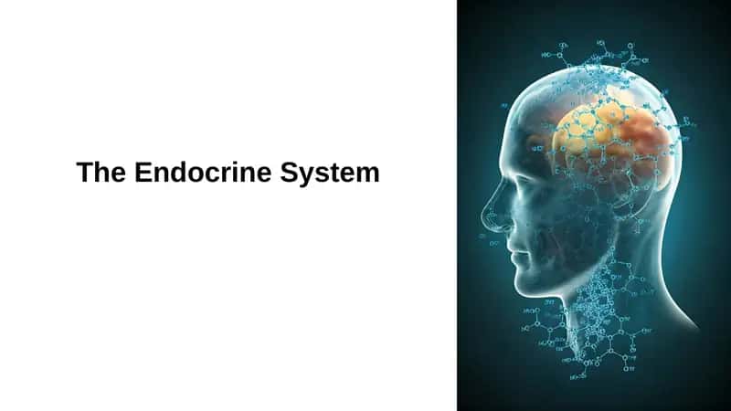 The Endocrine System