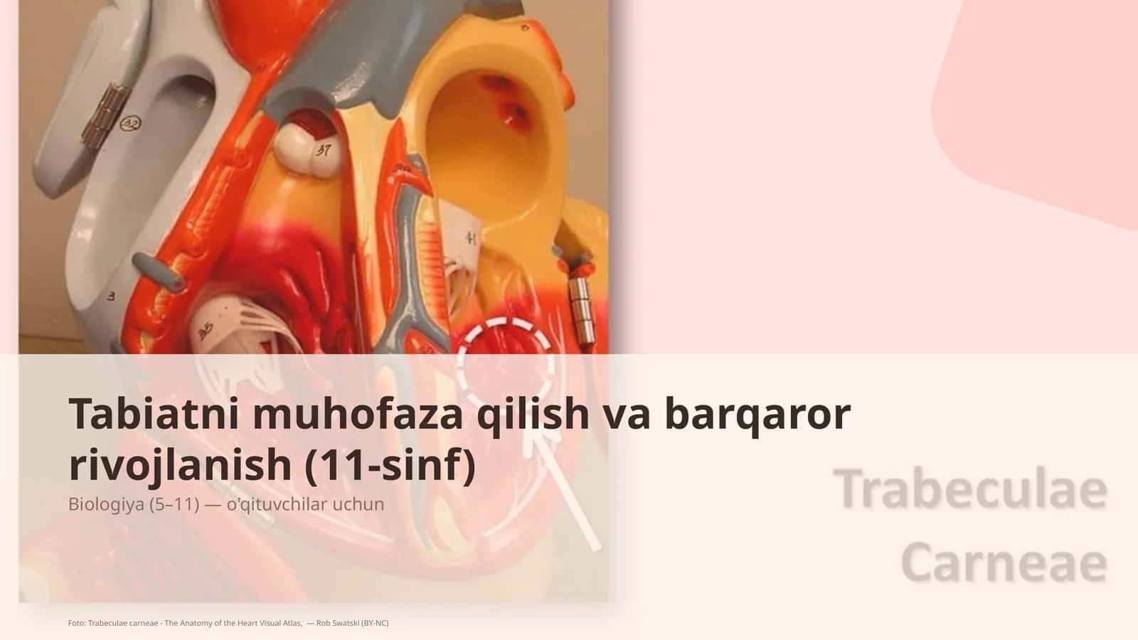 Tabiatni muhofaza qilish va barqaror rivojlanish (11-sinf)