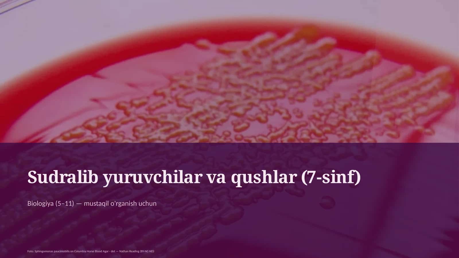Sudralib yuruvchilar va qushlar (7-sinf)
