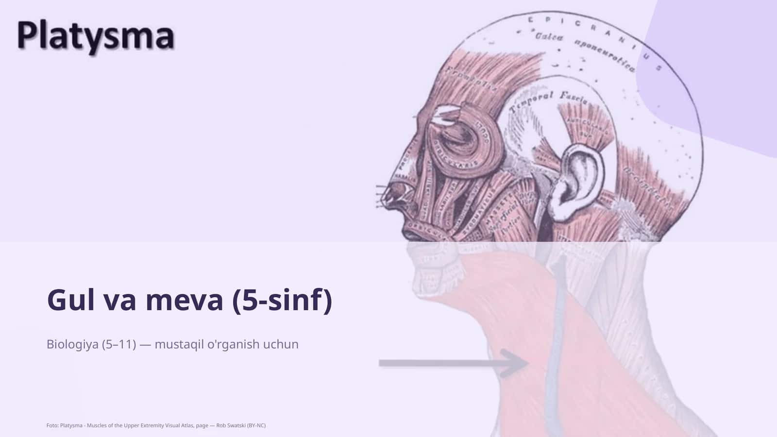Gul va meva (5-sinf)