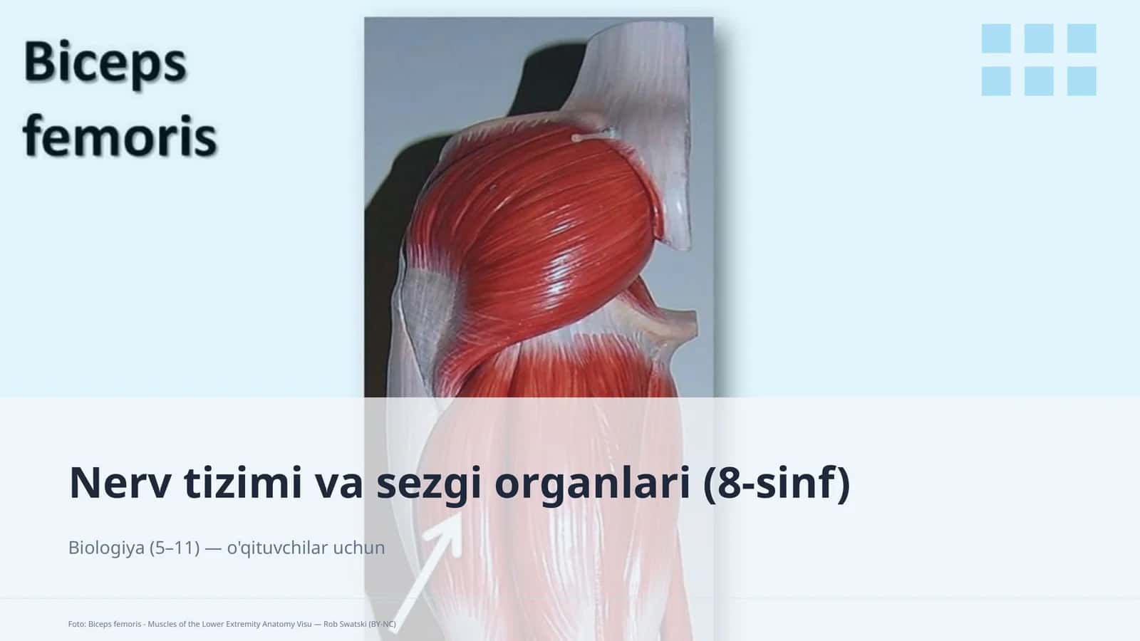 Nerv tizimi va sezgi organlari (8-sinf)