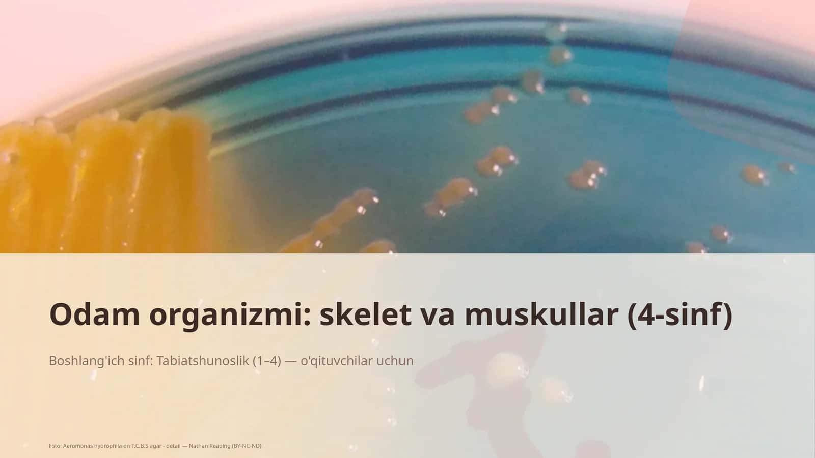 Odam organizmi: skelet va muskullar (4-sinf)