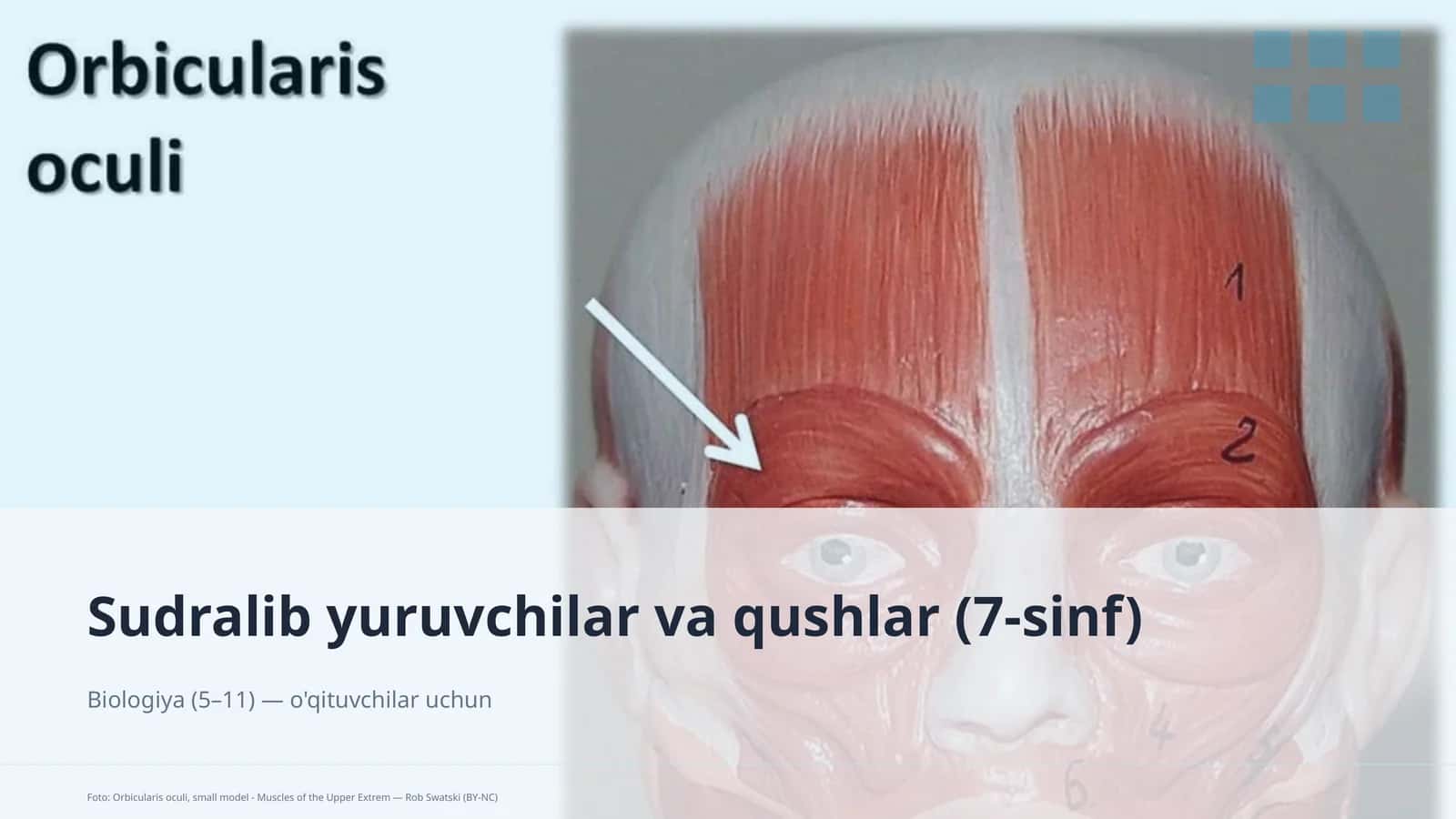 Sudralib yuruvchilar va qushlar (7-sinf)