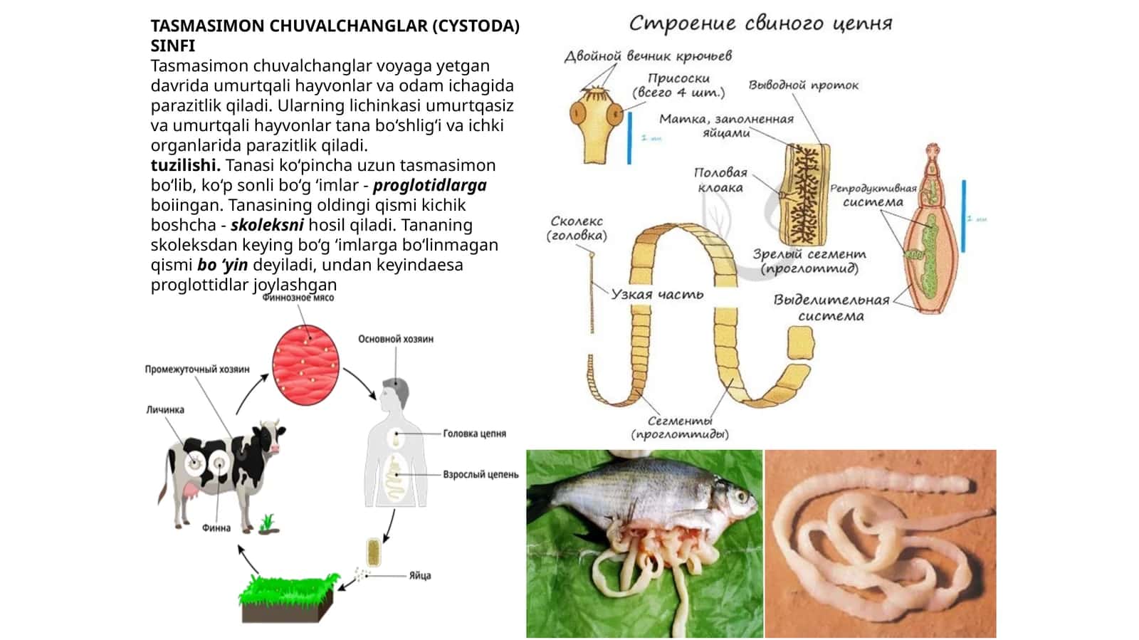 Tasmasimon chuvalchanglar (Cystoda) sinfi
