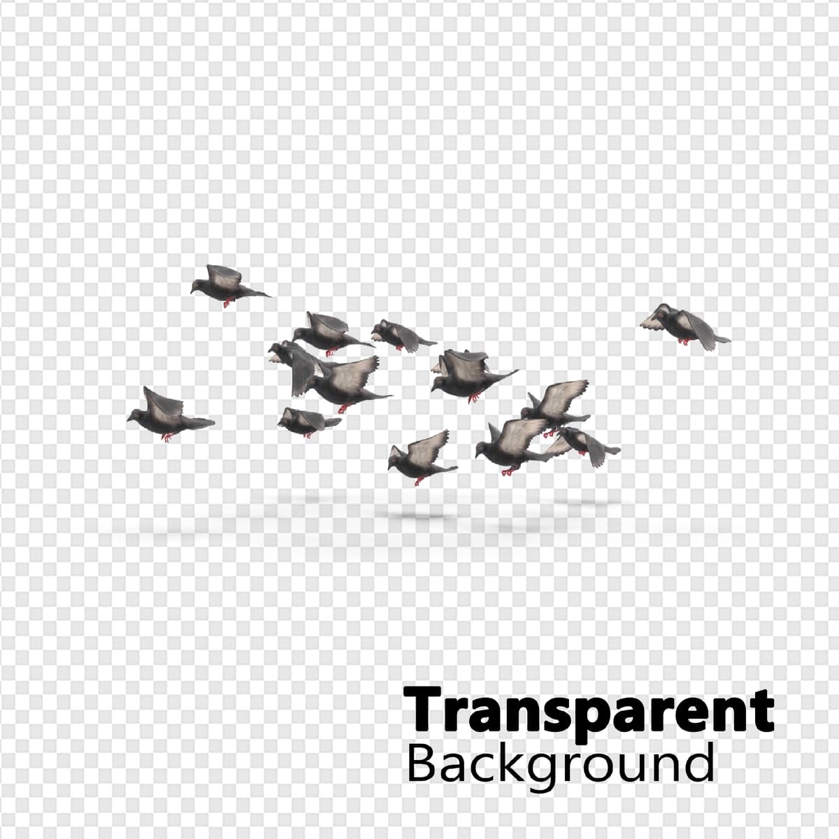 Qushlar shaffof fon | Birds transparent background