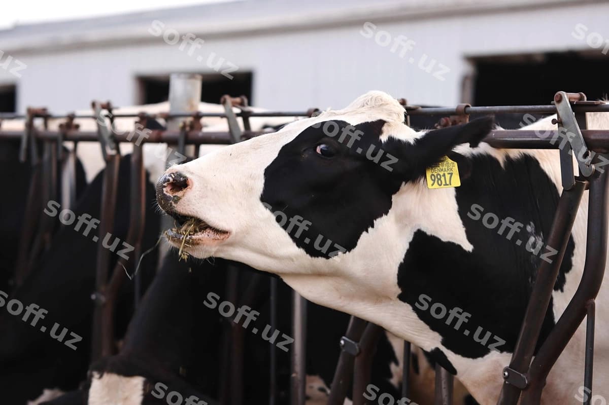 Yaqin rasmdagi sigir | Close up cow