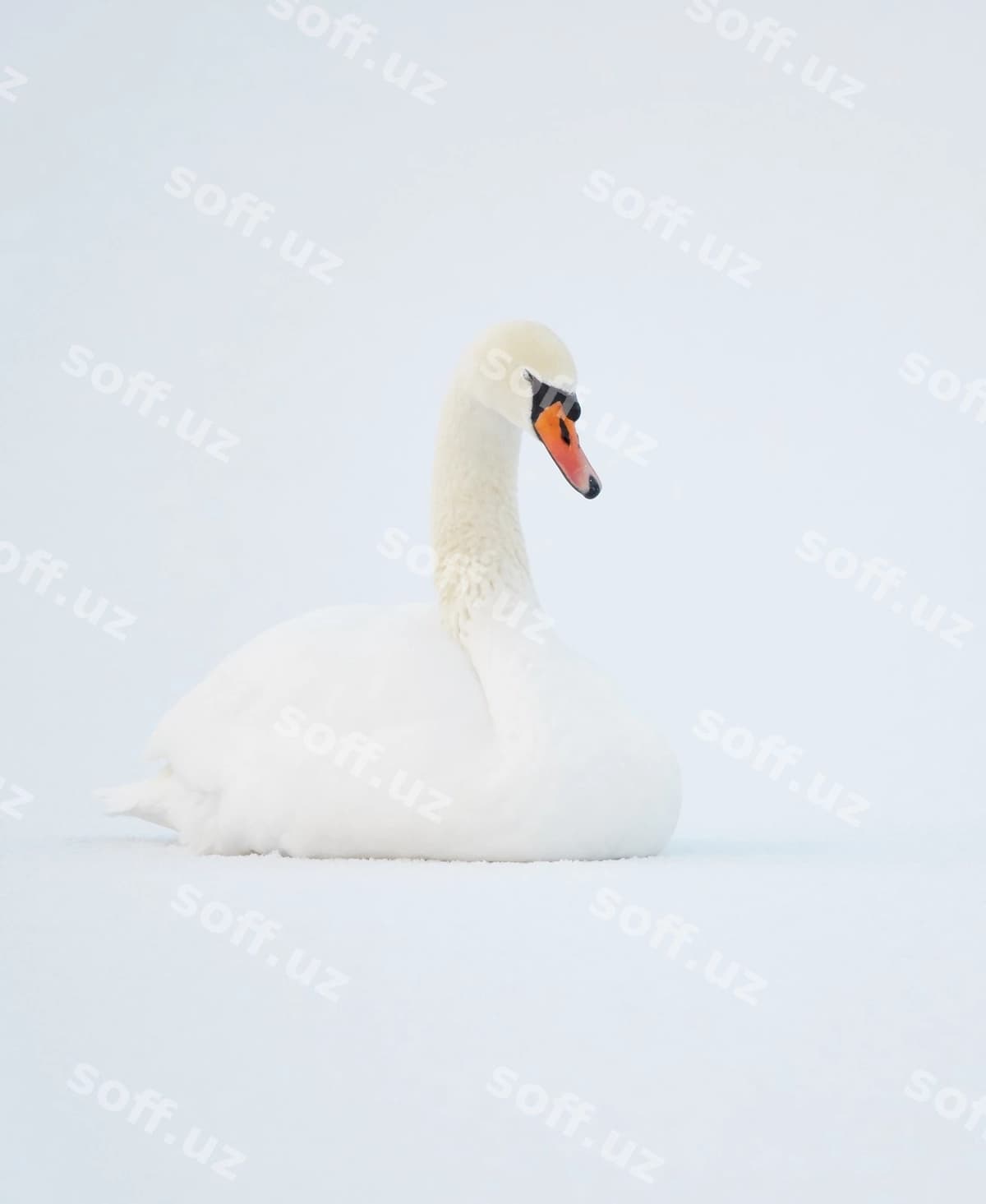 Yaqin rasm qaz qor | Close up swan snow