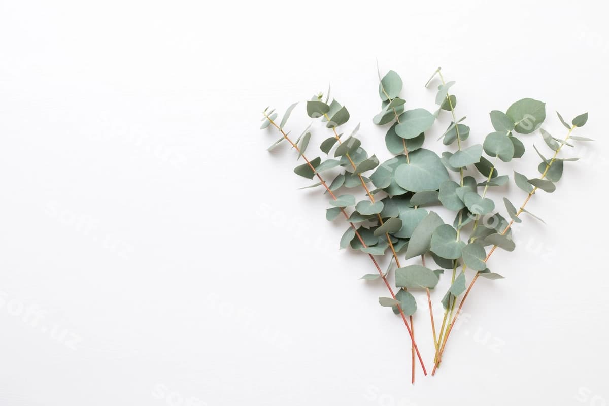 Gullar eukalyptus kompositsiyasi | Flowers eucalyptus composition