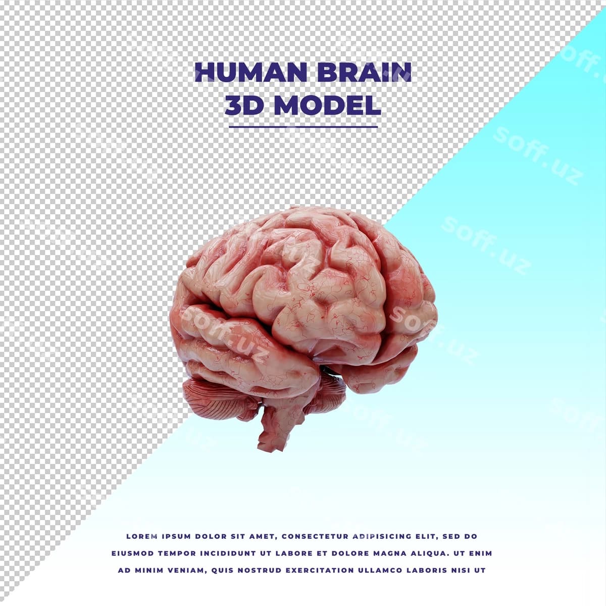 Inson bosh | Human brain