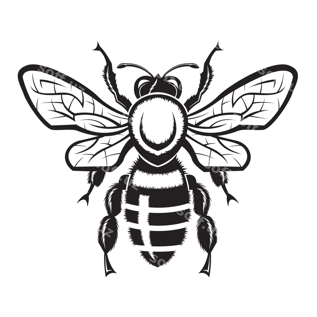 Rasm asal | Image bee