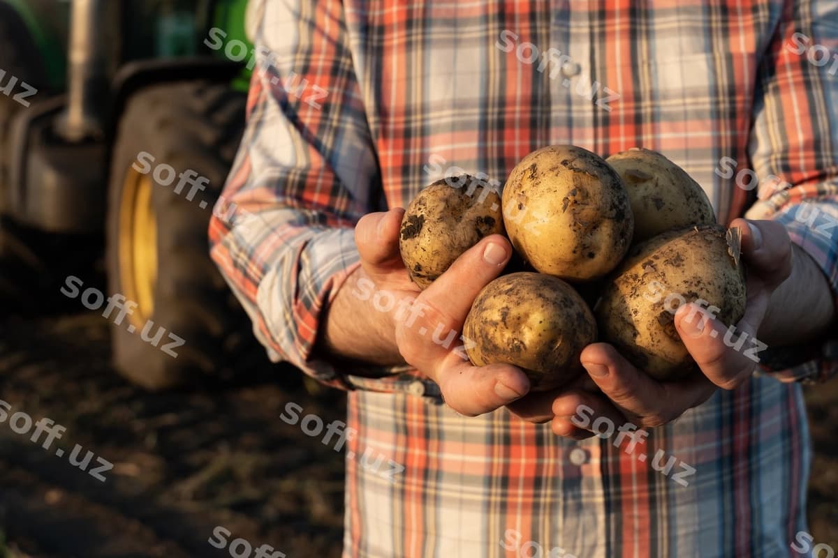 Kartoshka qo'llar fermer | Potatoes hands farmer