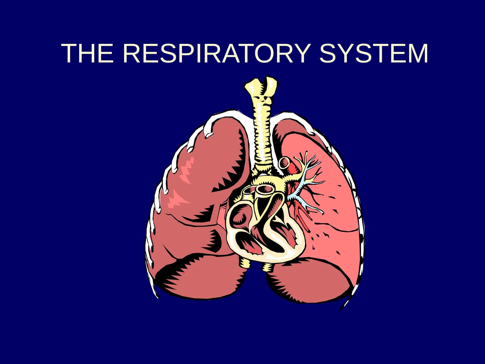 The Respiratory System