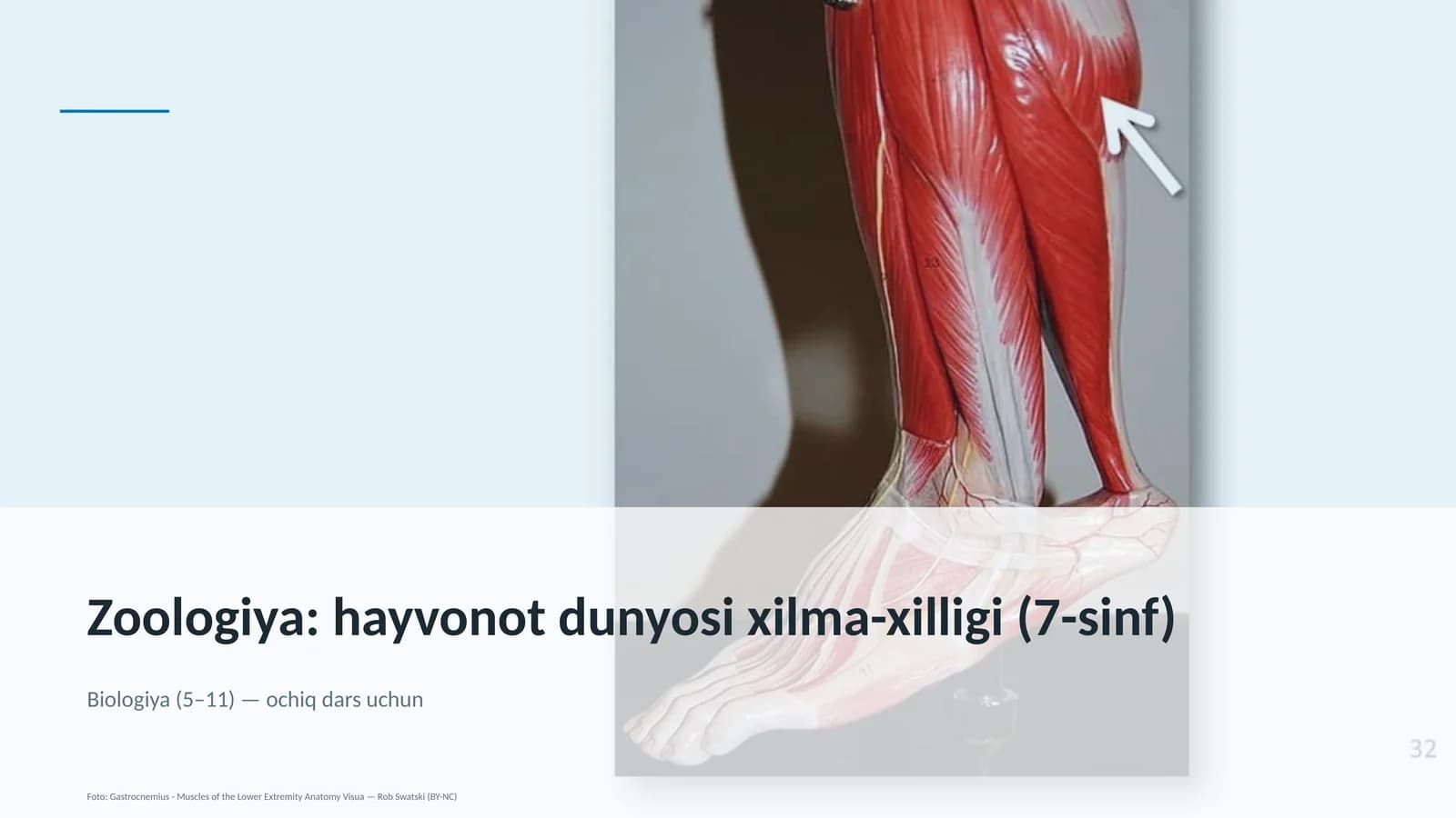 Zoologiya: hayvonot dunyosi xilma-xilligi (7-sinf)