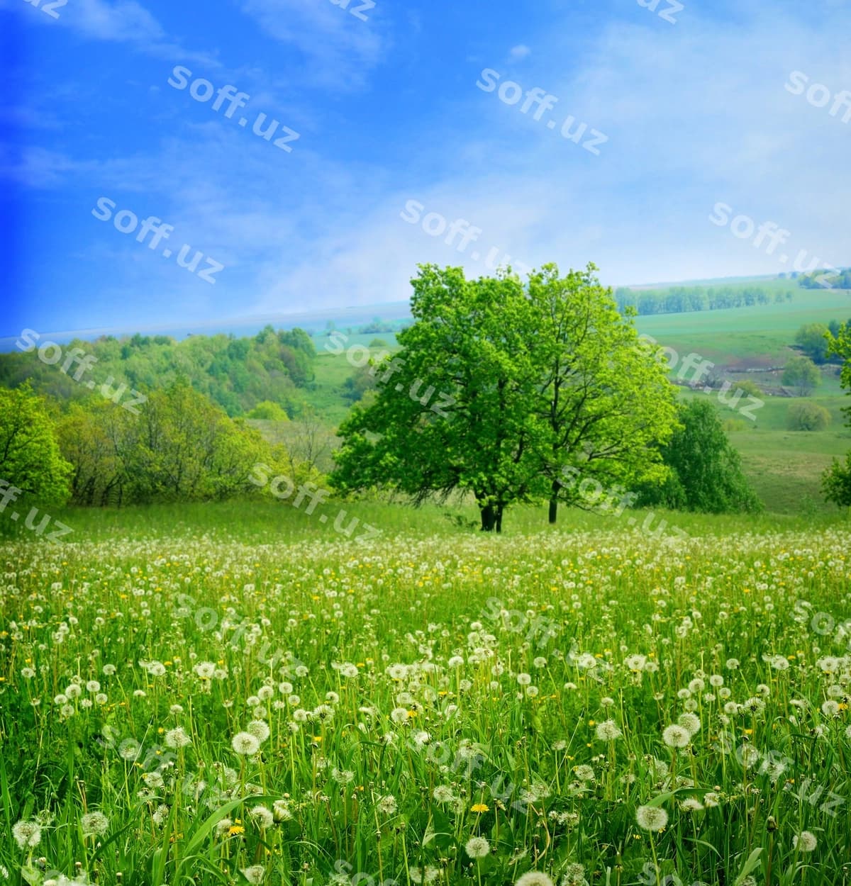 Bahor landskapi | Spring landscape