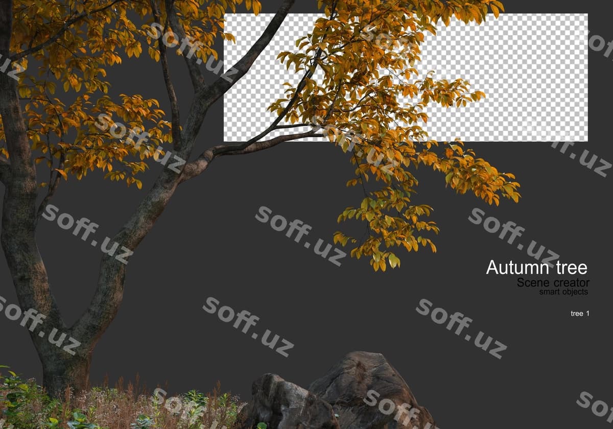 Turli xil daraxtlar choadarlar kuz | Various trees grasses autumn
