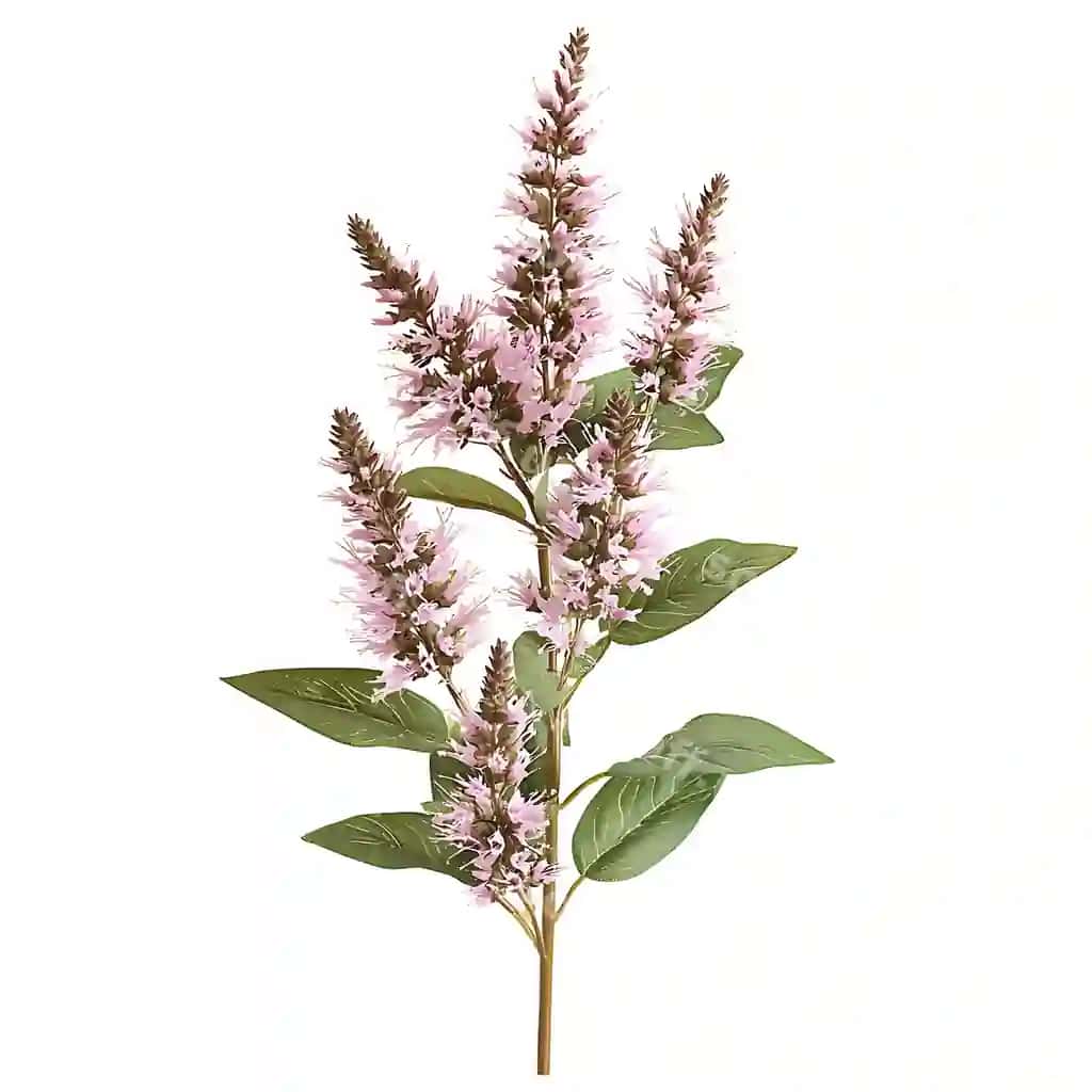 Agastache oq fonda ajraltirilgan yaqin rasm | Agastache isolated with white backgroundclose up