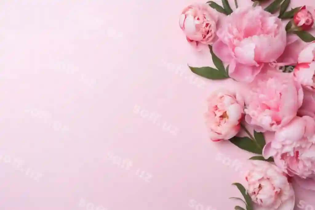 Pionarlar gul petal o'simlik | Peonies flower petal plant