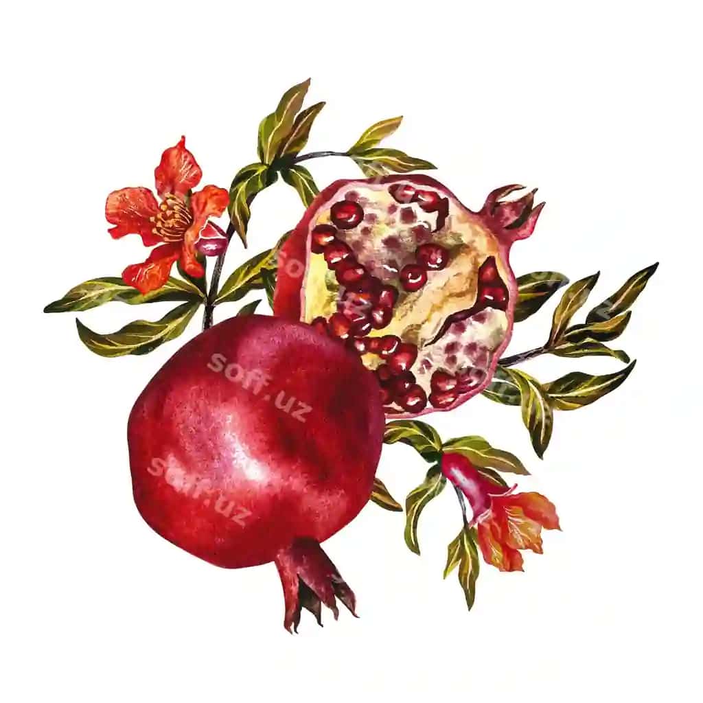 Anor mevalari, gullar, anor bo'yi suvarniy illustratsiya qo'l bilan qilingan | Pomegranate fruits flowers pomegranate section watercolor illustration made by hand